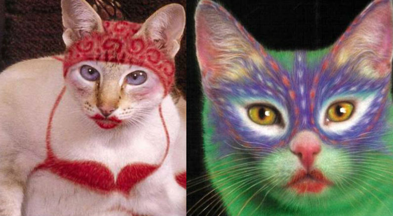 Paint Pet Cats