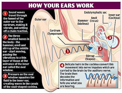 How Your Ears Work graphic