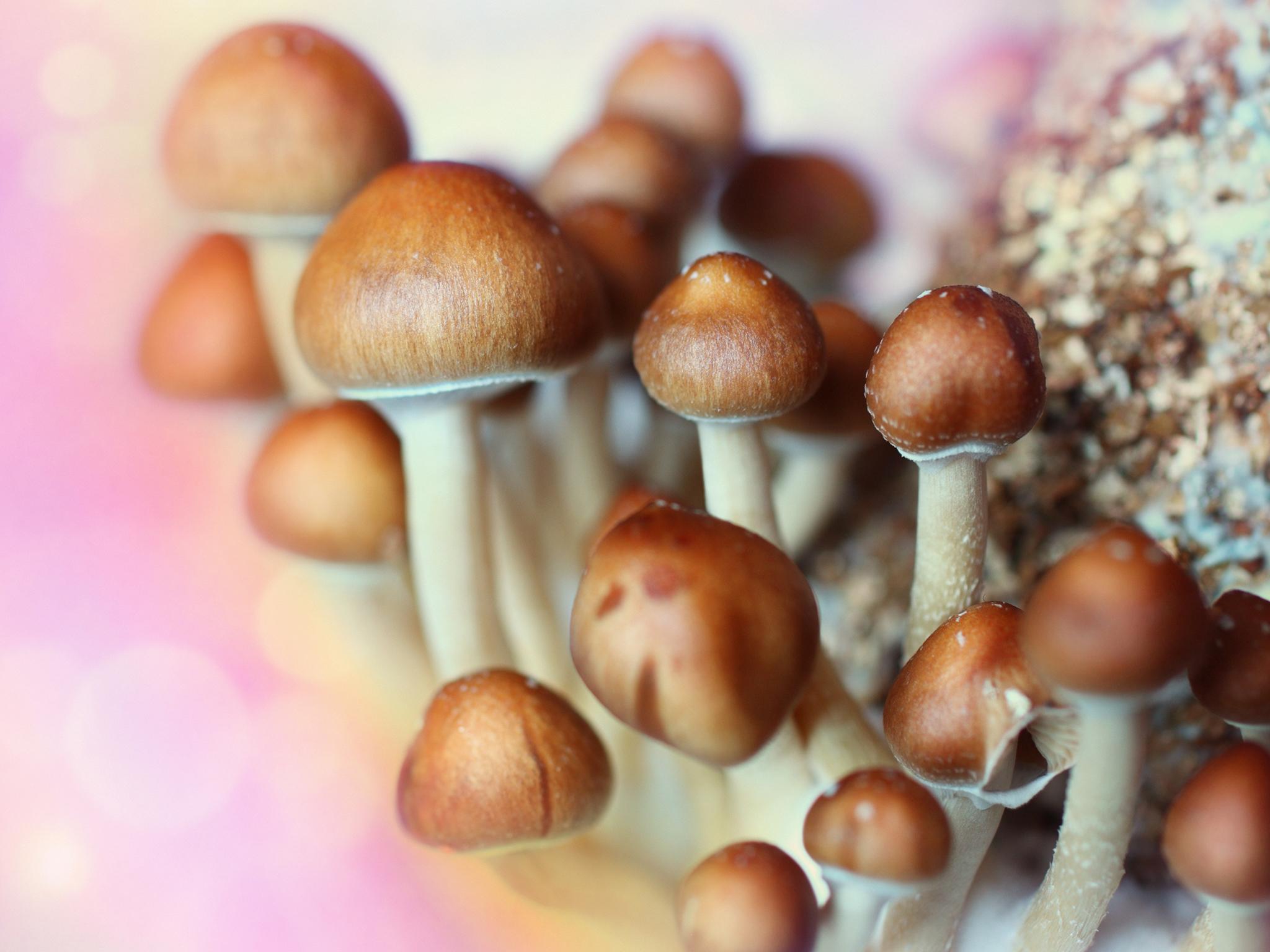 Psychedelic mushrooms may soon be legal in California
