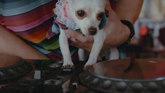 Pepe the Chihuahua mixes a beat