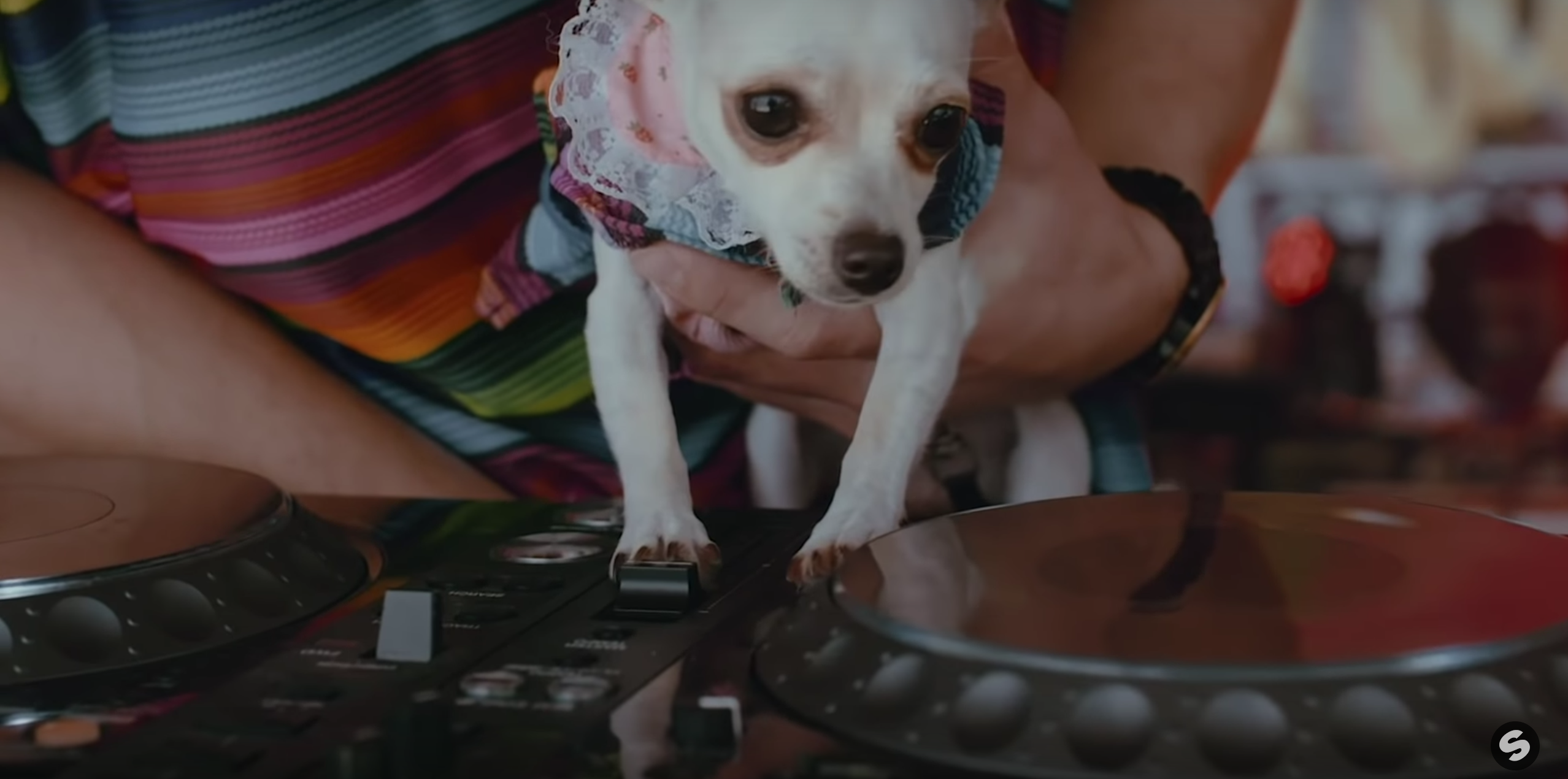 Pepe the Chihuahua mixes a beat